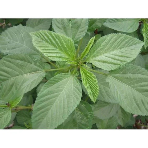 Fresh White Jute/Rau Đay 200g