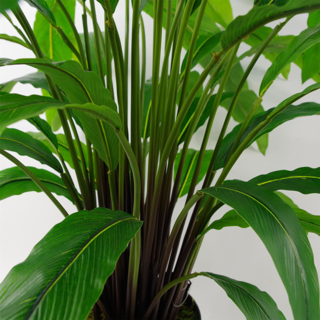 60cm Artificial Calathea Plant