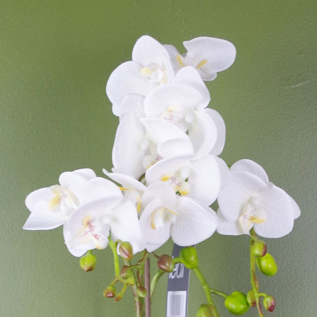 54cm Artificial Orchid Plant White with Gold Pot