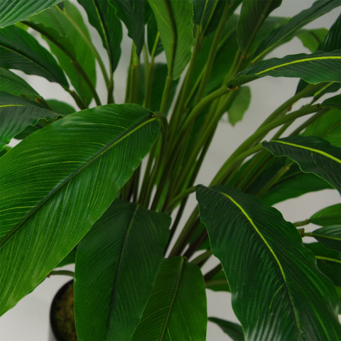 60cm Artificial Calathea Plant