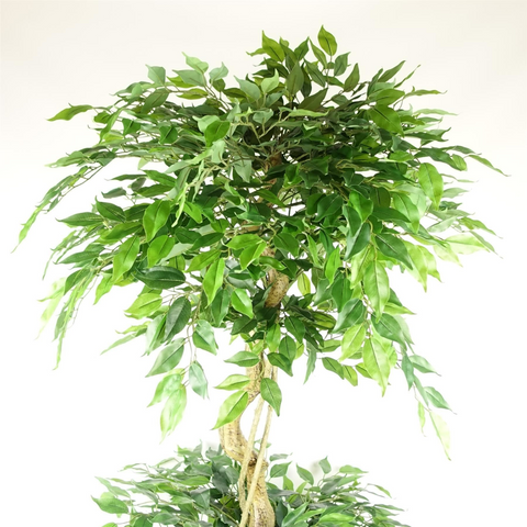 180cm Artificial Twisted Trunk Fruticosa Ficus Tree Triple Ball Topiary 1984 Leaves Silver Metal Planter