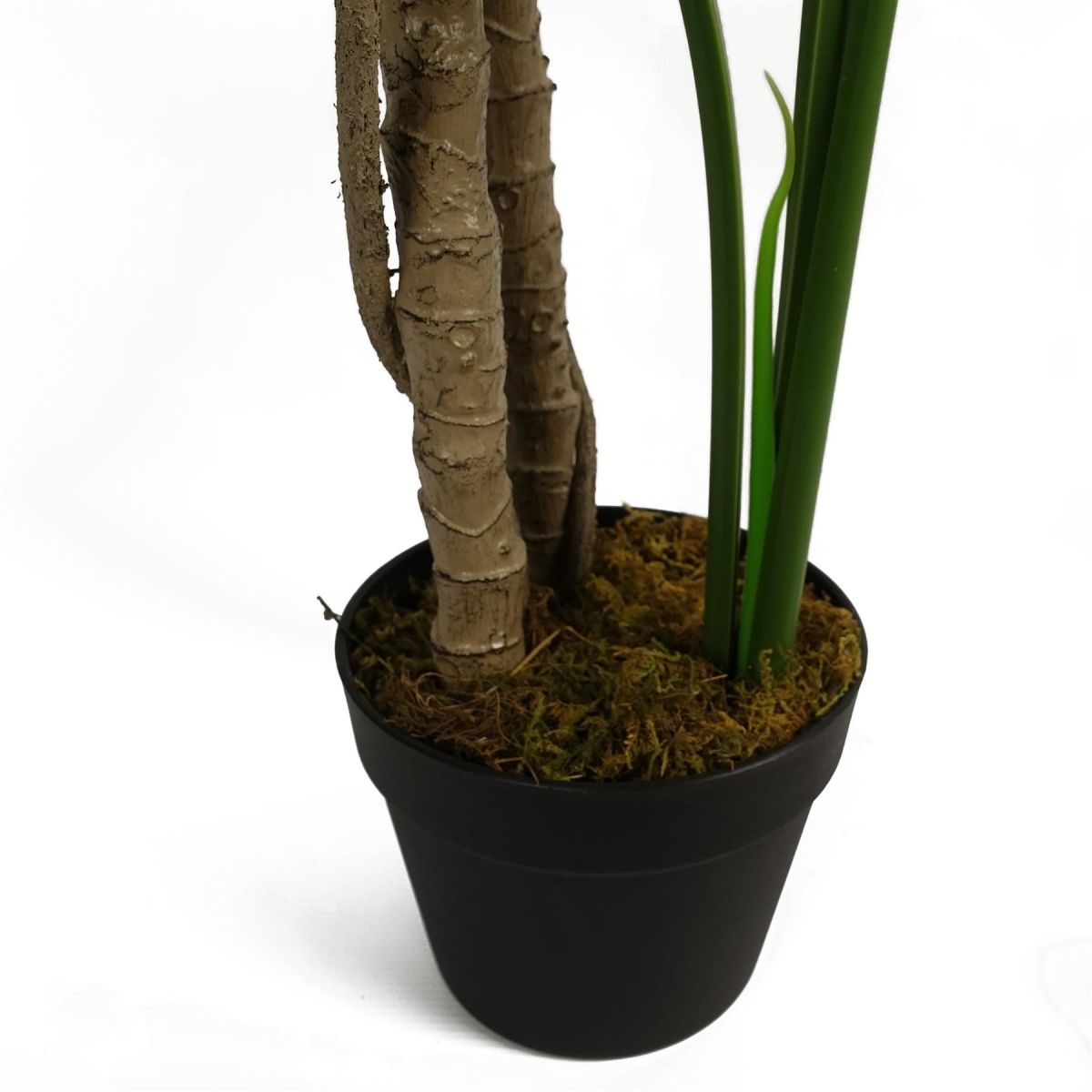 150cm (5ft) Luxury Monstera Plant Black Pot Silver Metal Planter