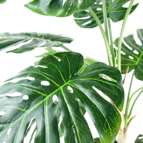 150cm (5ft) Luxury Monstera Plant Black Pot Silver Metal Planter