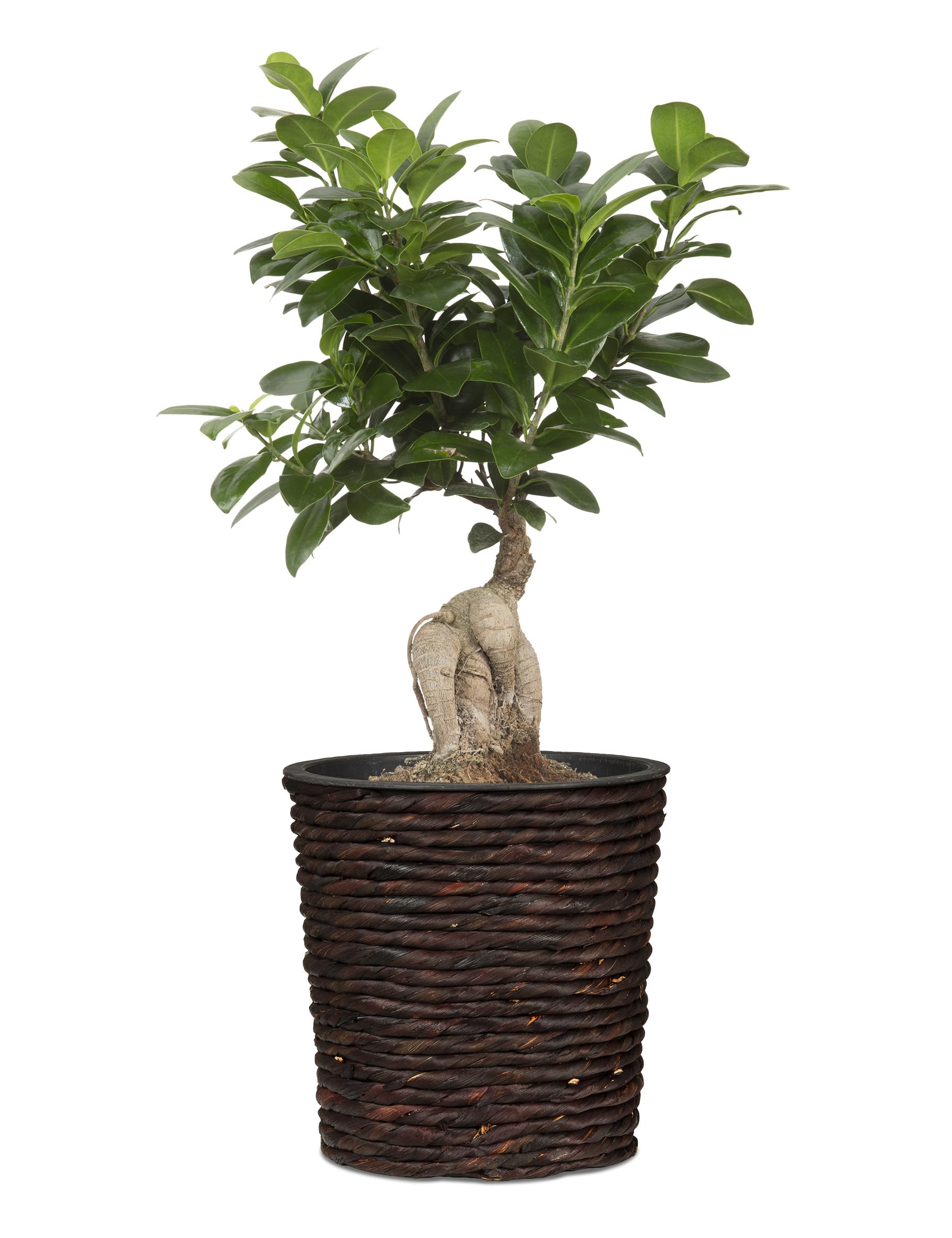 Scheurich Water Hyacinth 34 Basket/Basket Planter/Basket Pot Made of Water Hyacinth Colour: Brown, 34 cm Diameter, 31 cm High, 34.1 L Vol.