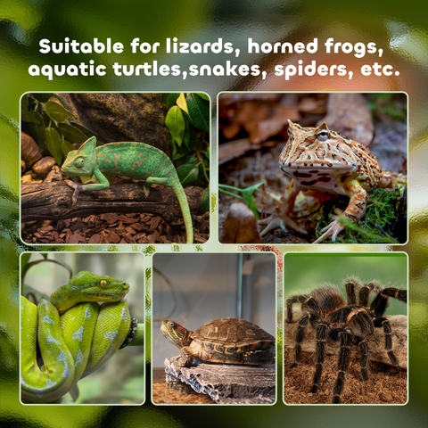 50 x 30 x 35 cm Reptile Terrarium for Lizards, Horned Frogs, Snakes, Black