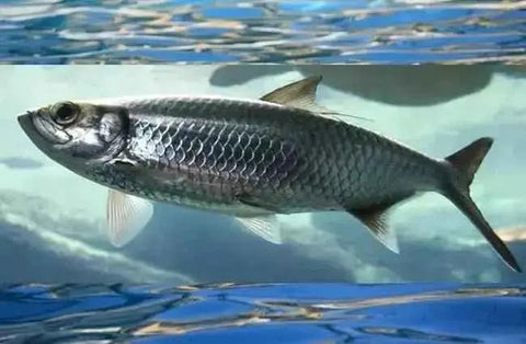 Africa's Finest Herring Fillet 100g