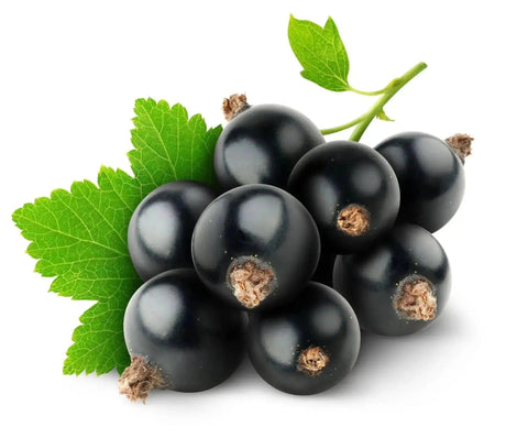 Freshers Blackcurrant Juice Cordial 5 Liters