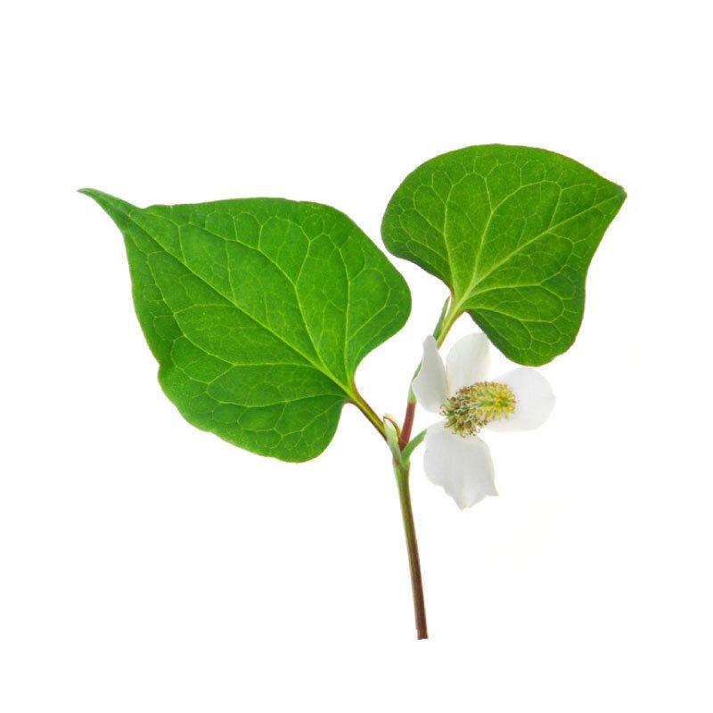 Fresh Fish Mint/Diếp Cá 100g