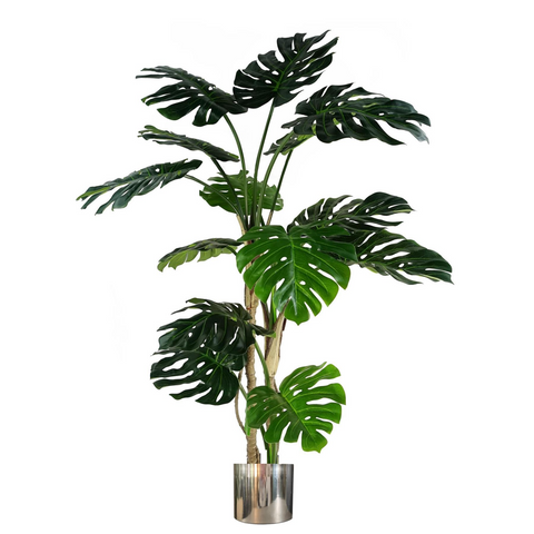 150cm (5ft) Luxury Monstera Plant Black Pot Silver Metal Planter