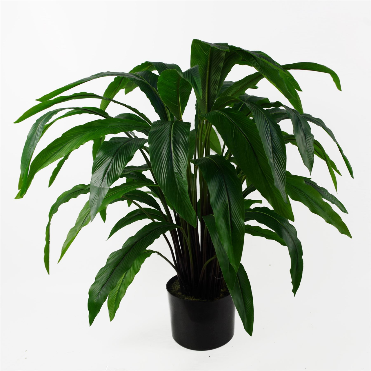 60cm Artificial Calathea Plant