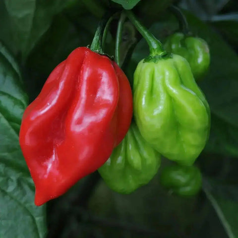 Scotch bonnet chilli Pepper (Hot pepper) 150g