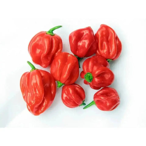 Scotch bonnet chilli Pepper (Hot pepper) 150g