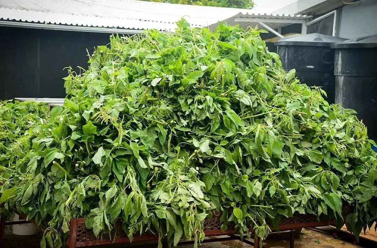 Tropical Sun Callaloo 540g