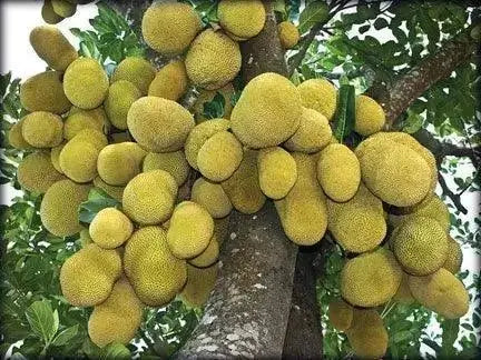 Tropical Sun Sweet Yellow Jackfruit in Syrup 565g