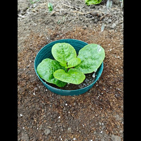 Set of 5 Watering Rings
