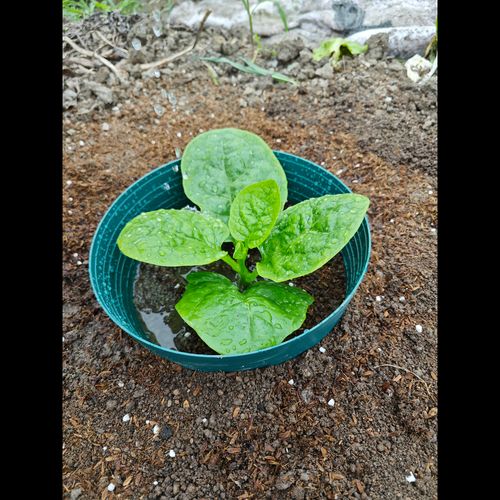 Set of 5 Watering Rings