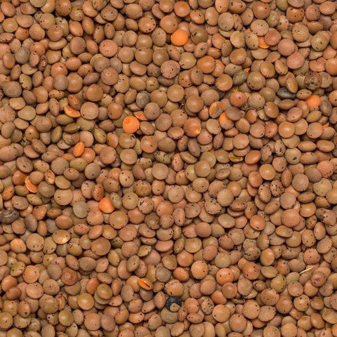 Brown Lentils