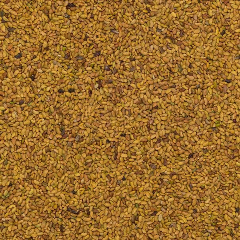 Organic Alfalfa Seeds
